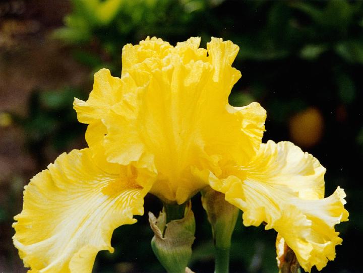 (38) iris.jpg